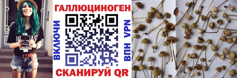 Галлюциногенные грибы прущие грибы  Купить закладки  Кингисепп 